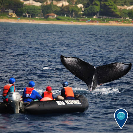 people aboard a zodiac attempting to remove marine debris from a humpback whale