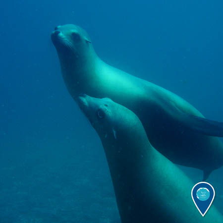 two California sea lions swimming together