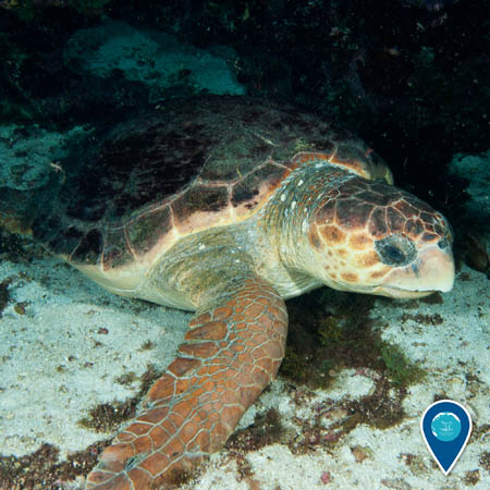 loggerhead sea turtle resting on a sandy bottom