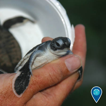 researcher holding a green sea turtle hatchling in hand