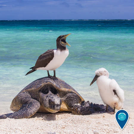 a masked booby squaking while on top of a green sea turtle on the beach