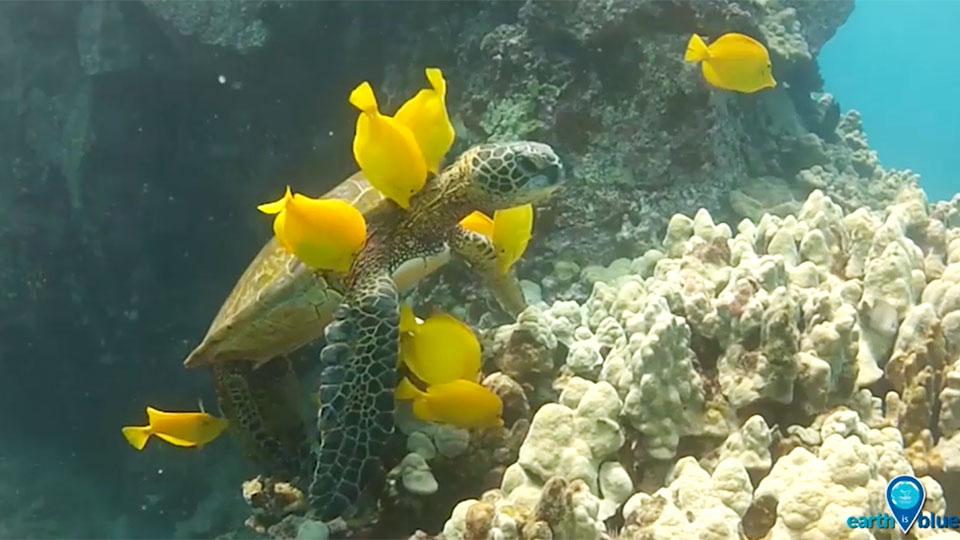 2 turtle being cleaned by yellow fish