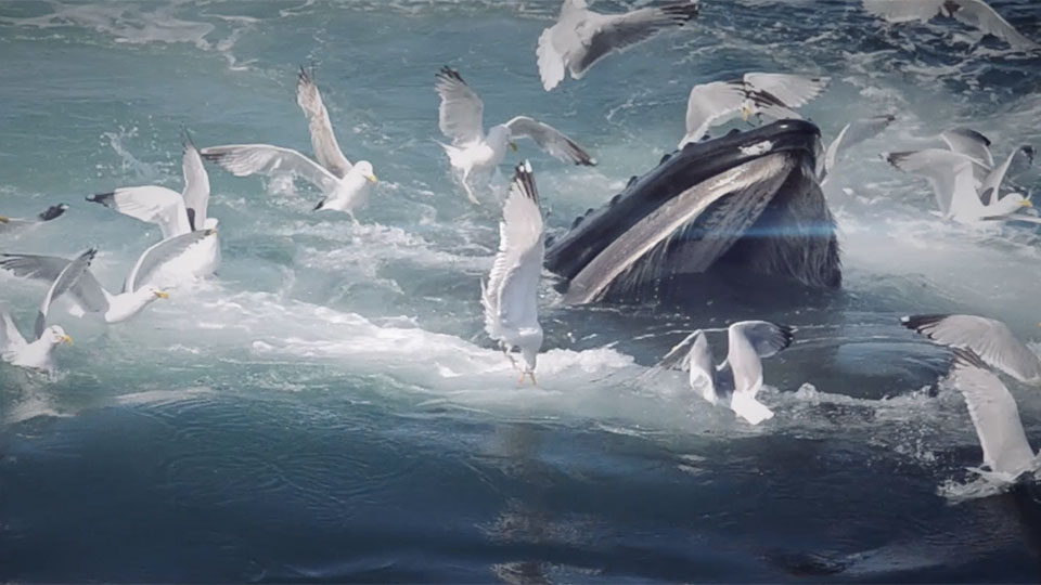 photo of whale feeding and lots of seagulls surrounding it