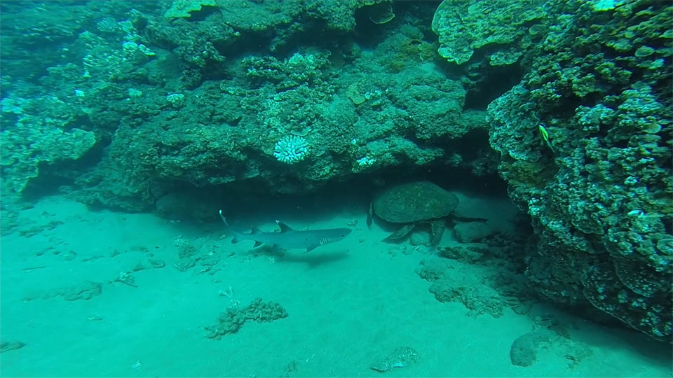 turtle and a shark facing off under a reef