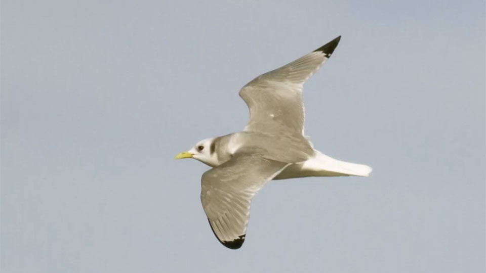 seabird soaring through the air
