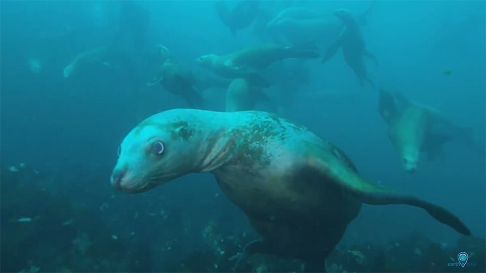sea lions swimming underwater