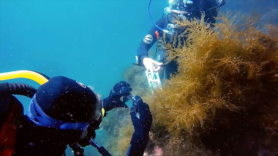 divers examining seaweed