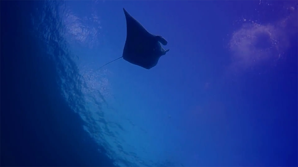 manta ray swimming overhead