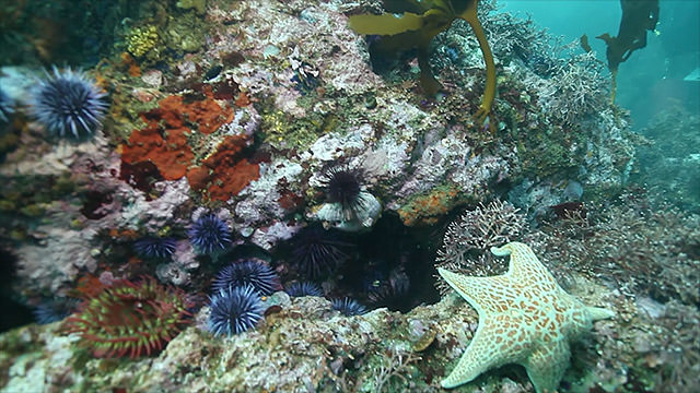 coral reef covered with sea urchins and a sea star
