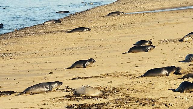 many seals on a beach