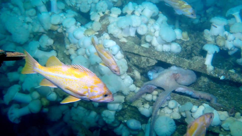 Yellow fish swim near a shipwreck as an octipus hides in the debris