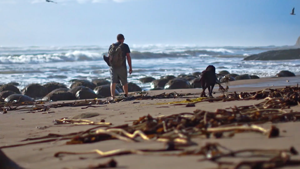 a man and a dog walk on a beach
