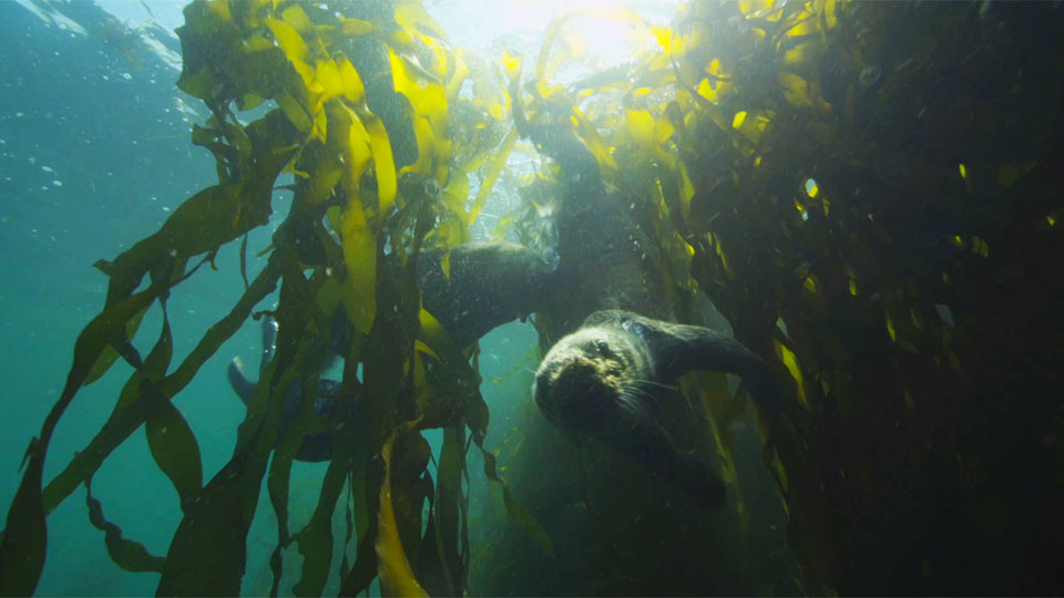 sea otters swimming through a kelp forest