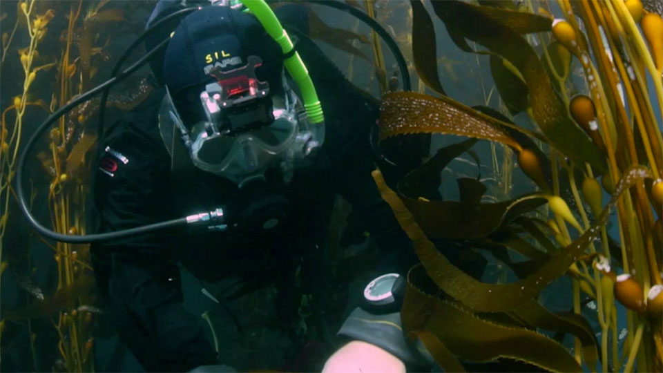 A scuba diver swims through kelp