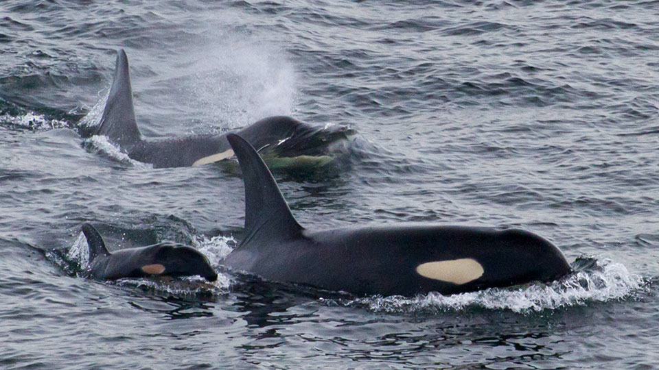 pod of orcas swimming