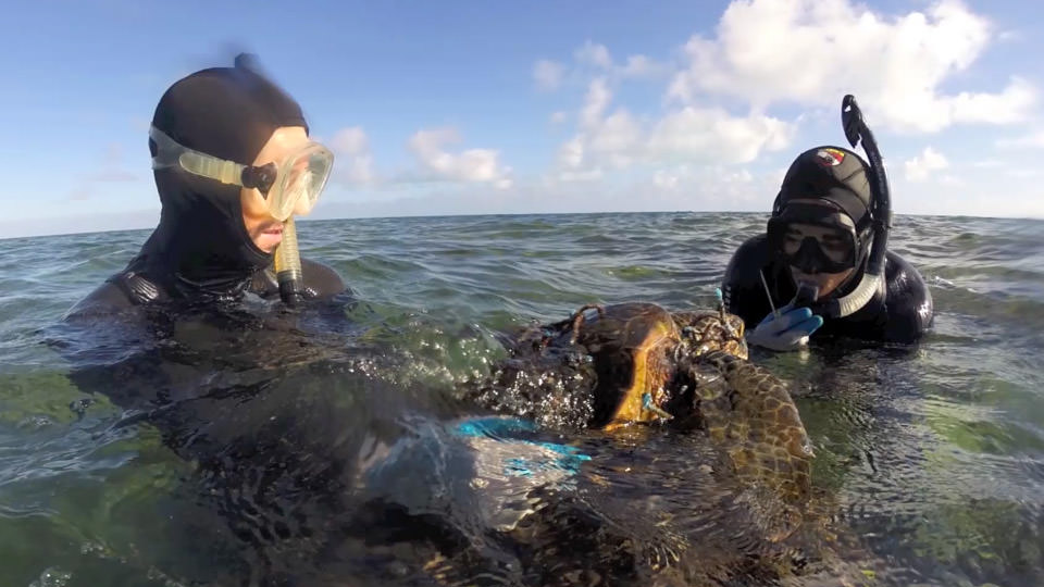 photo of the divers saving a sea turtle 