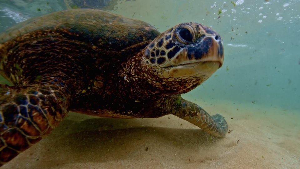 Close up of a green sea turtle 