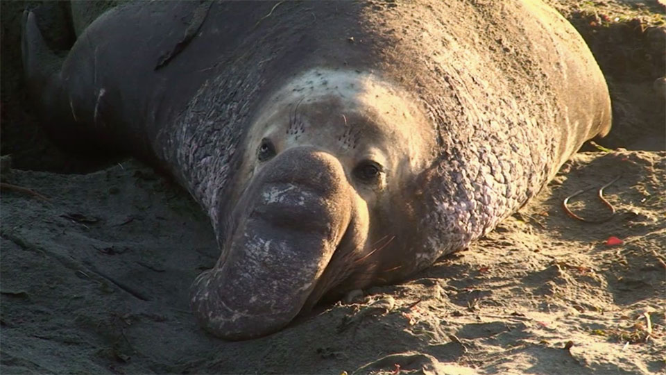 An elephant seal lies on a beach