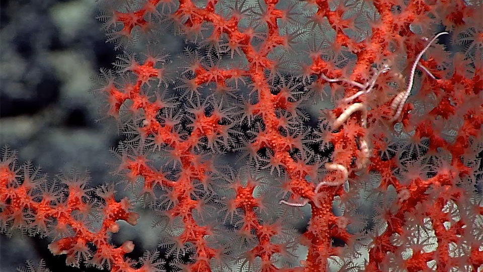 photo of coral and worms