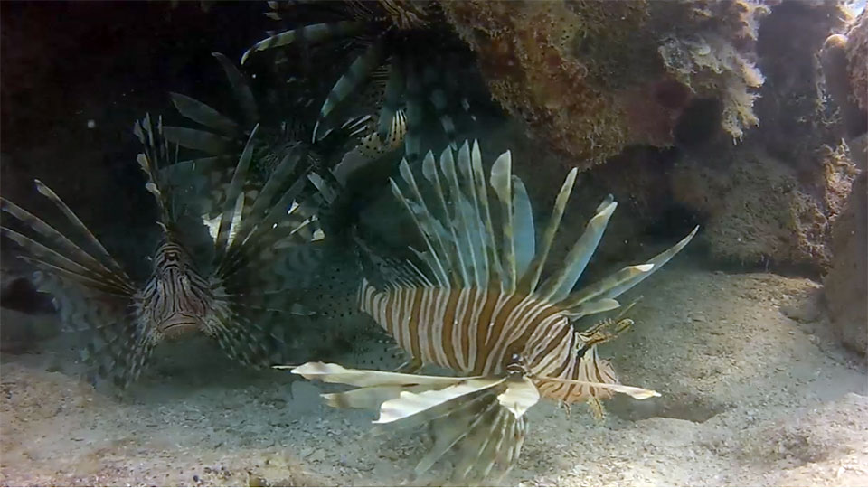 photo of a lionfish, also known as turkeyfish