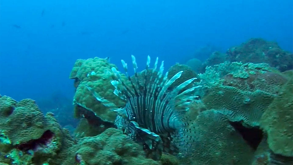 school of lionfish swimming among a coral reef in flower garden banks