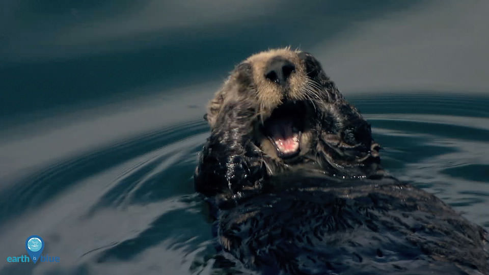 Sea otter with its mouth open