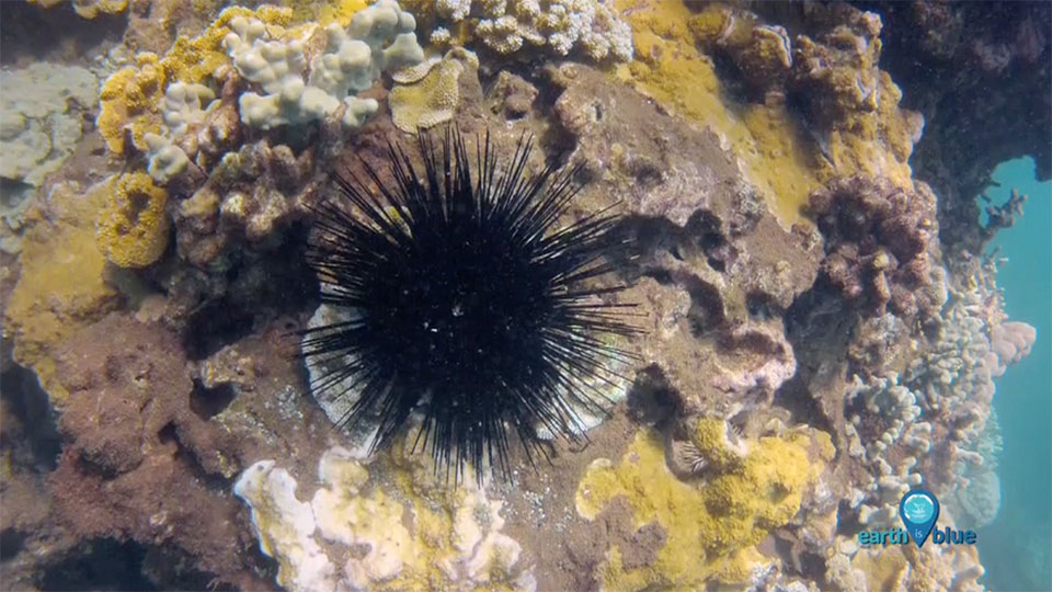 sea urchin underwater