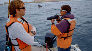 researchers looking out for white sharks