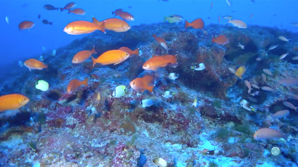 Brightly colored fish swim around a reef