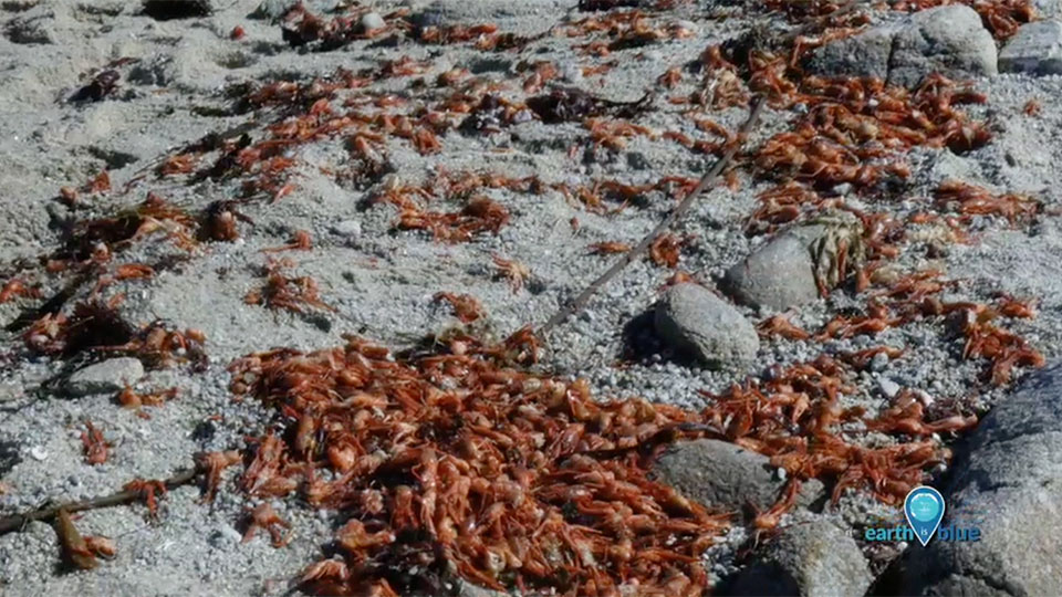 many small red crabs on a beach