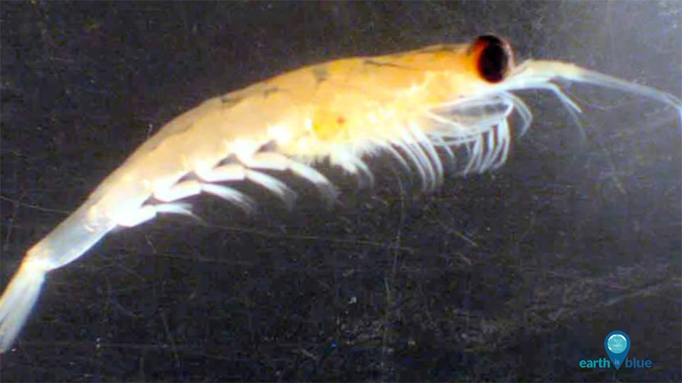 close up of zooplankton