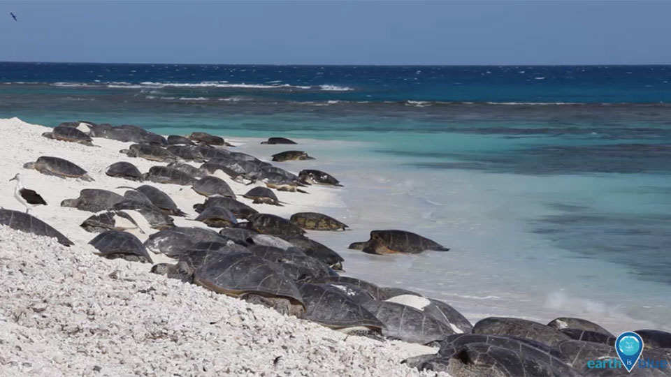 many sea turtles gathered on a beach