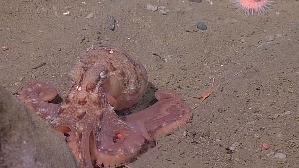 photo of an octopus