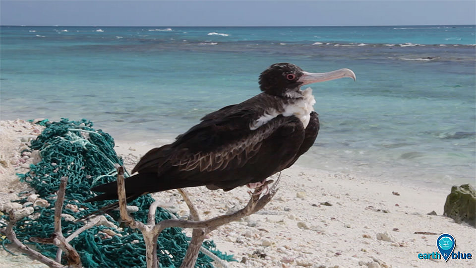 bird sitting on marine debris