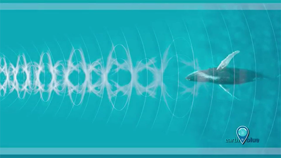 a whale and sound waves