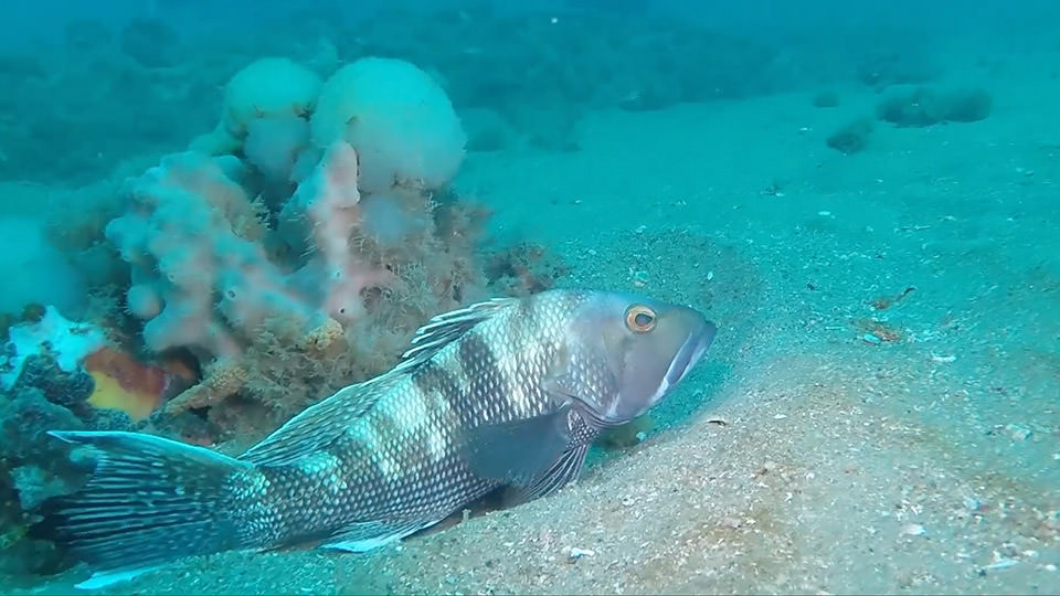 A gray fish sits on the seafloor