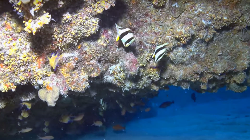 photo of 2 butterfly fish swimming in deep reefs