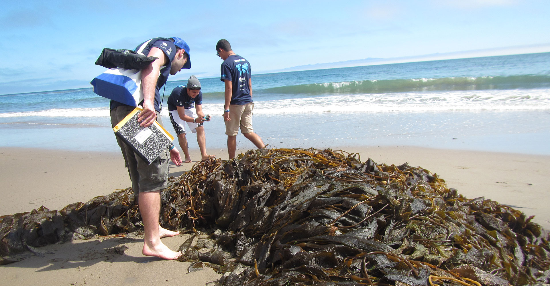 students observing kelp on a beach