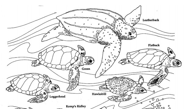 illustration of turtles to color