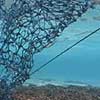 marine debris fishing net