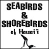 shorebirds