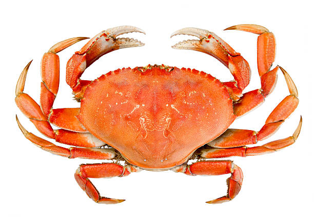 a bright orange dungeness crab with all its claws visible