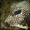 Honeycomb boxfish