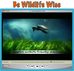 Be Wildlife Wise Video