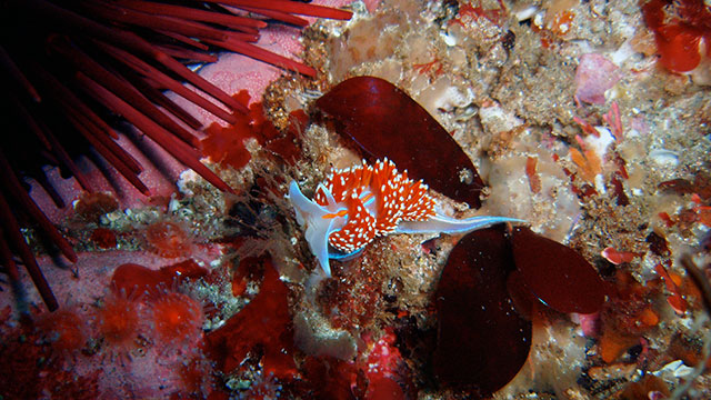 photo of a nudibranch