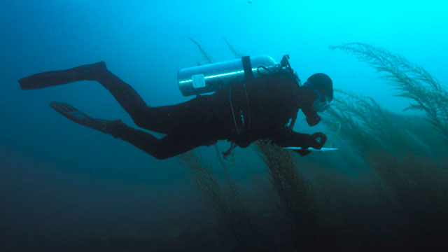 photo of a diver