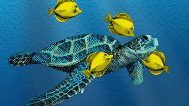 graphic of turtle and yellow fish