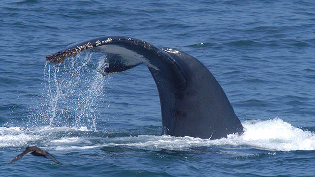 photo of a whale tail out of the water