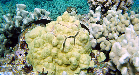 photo of coral