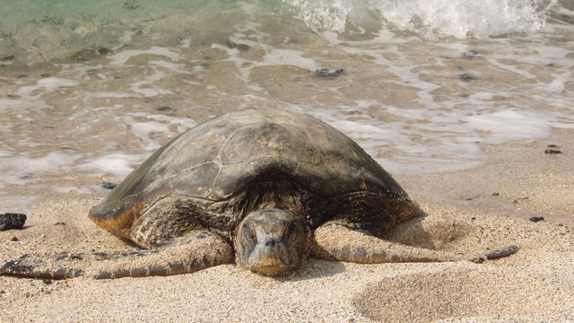 photo of a turtle on the beach
